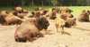 Click to enlarge